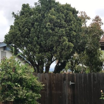 Environmental Green Tree Care - Tree Services Near Me Environmental Green Tree Care - Tree Services Near Me
