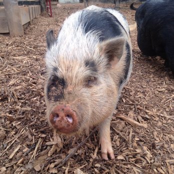 The White Pig Bed & Breakfast - Piggy - Bed & Breakfast Near Me - Schuyler, Virginia