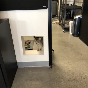Cat & Craft - Coffee & Tea Near Me - Vista, California Cat & Craft - Coffee & Tea Near Me - Vista, California