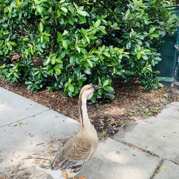 Lake Eola Park - Honk, honk. The little guy was not having the paparazzi. - Parks Near Me - Orlando, Florida Lake Eola Park - Honk, honk. The little guy was not having the paparazzi. - Parks Near Me - Orlando, Florida