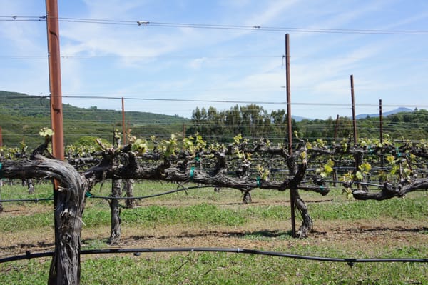 BobDog Wines by null