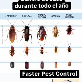Faster Pest Control - Cockroaches more active spring-summer but can be year round inside home if temperatures are above 50degrees - Pest Control Near Me