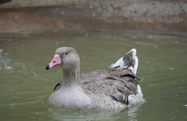 Underwood Family Farms by null Underwood Family Farms by null