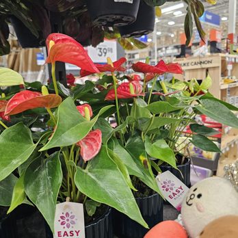 Lowe's Home Improvement - Small anthuriums... cute! - Hardware Stores Near Me - San Diego, California Lowe's Home Improvement - Small anthuriums... cute! - Hardware Stores Near Me - San Diego, California