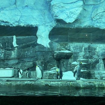 Newport Aquarium - Aquariums Near Me - Newport, Kentucky