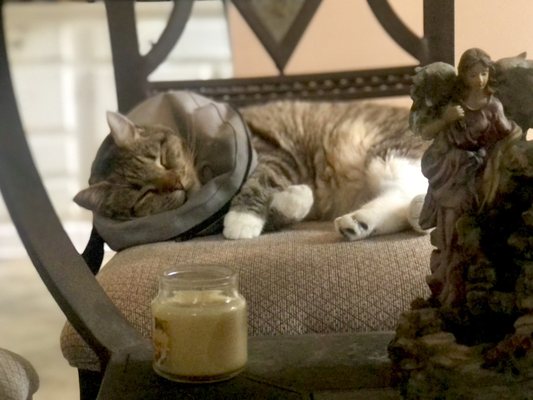 Weekend Hound Pet Service