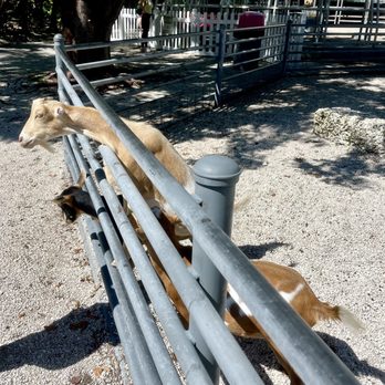 Jungle Island - Goats! - Amusement Parks Near Me - Miami, Florida Jungle Island - Goats! - Amusement Parks Near Me - Miami, Florida