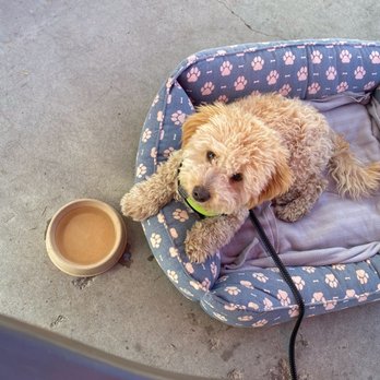Broadway Cafe - Water bowl for my baby - Burgers Near Me - Big Bear City, California Broadway Cafe - Water bowl for my baby - Burgers Near Me - Big Bear City, California