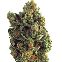 Star Buds Dispensary