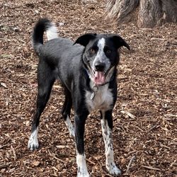 City of Monterey Dog Park