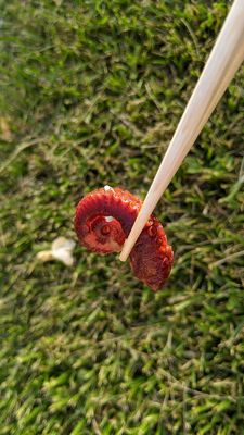 Photo of Urasawa - Beverly Hills, CA, US. Tako