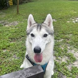 South Florida Pet Sitter - Winter