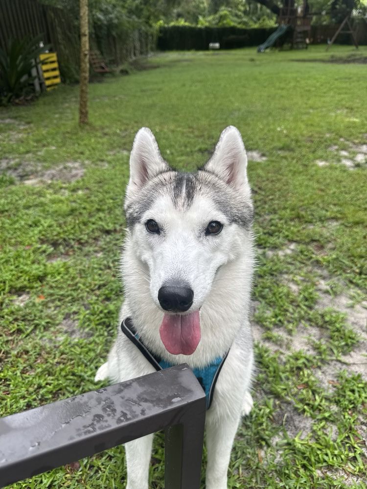 South Florida Pet Sitter - pet boarding facility in Fort Lauderdale, FL