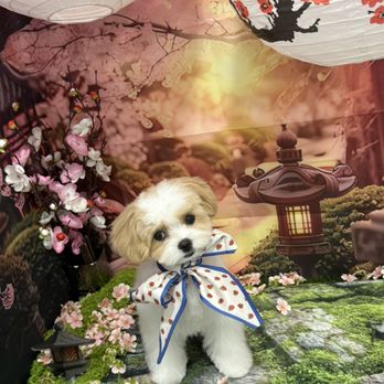 My Best Friend Dog Spa - Pet Groomers Near Me - Honolulu, Hawaii My Best Friend Dog Spa - Pet Groomers Near Me - Honolulu, Hawaii