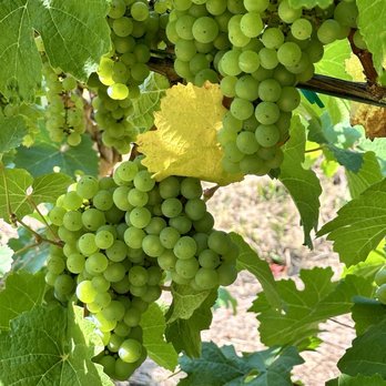 Bradley Vineyards - Wineries Near Me - Elkton, Oregon Bradley Vineyards - Wineries Near Me - Elkton, Oregon