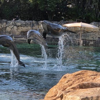 Discovery Cove - Amusement Parks Near Me - Orlando, Florida Discovery Cove - Amusement Parks Near Me - Orlando, Florida