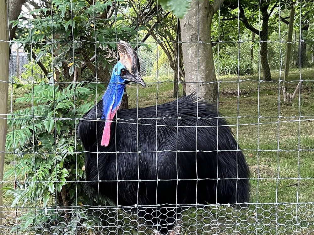 EDINBURGH ZOO Updated September 2024 247 Photos & 55 Reviews 134