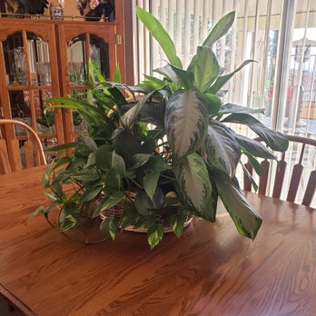 Hilton's Flowers - This beautiful basket arrangement was delivered over a year ago from Hilton's Flowers & look how it's thriving!! - Florists Near Me - Highland, California Hilton's Flowers - This beautiful basket arrangement was delivered over a year ago from Hilton's Flowers & look how it's thriving!! - Florists Near Me - Highland, California