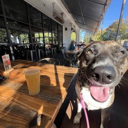 Super dog friendly Super dog friendly
