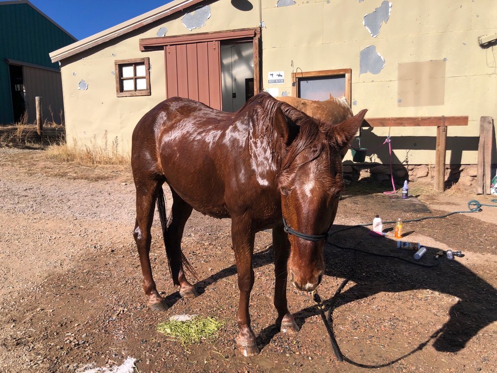 Happy Hooves - equestrian in Conifer, CO