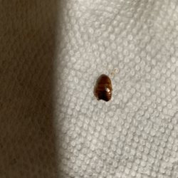 Bug