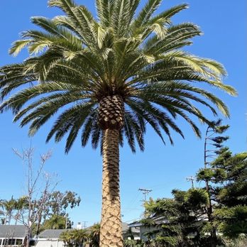 GC Tree Service - Tree Services Near Me GC Tree Service - Tree Services Near Me
