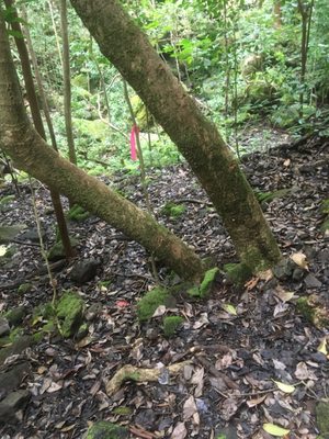 Kuli'ou'ou Valley Trail by null