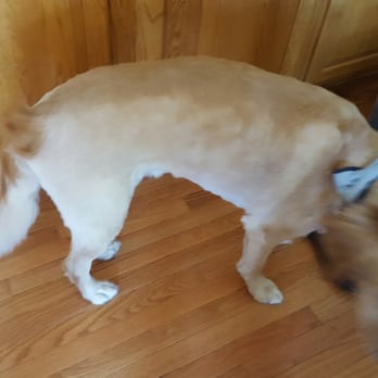 K9 Kindergarten - This is what our dog looked like and they refused to give us any money back! - Pet Training Near Me - Washington, Michigan K9 Kindergarten - This is what our dog looked like and they refused to give us any money back! - Pet Training Near Me - Washington, Michigan