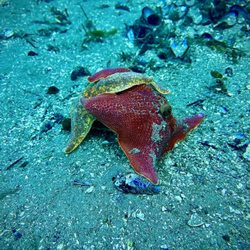 Deep Forest Diving - Monterey Bay