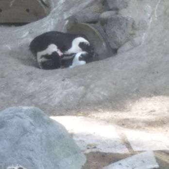 Idaho Falls Zoo - Awesome little zoo! - Zoos Near Me - Idaho Falls, Idaho Idaho Falls Zoo - Awesome little zoo! - Zoos Near Me - Idaho Falls, Idaho