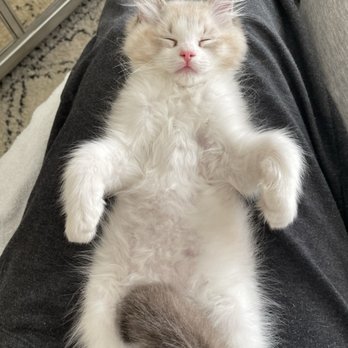 AdorableDolls Ragdolls - Theodore as a kitten, so docile. - Pet Breeders Near Me AdorableDolls Ragdolls - Theodore as a kitten, so docile. - Pet Breeders Near Me