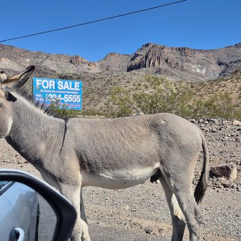 Town of Oatman - Local Flavor Near Me
