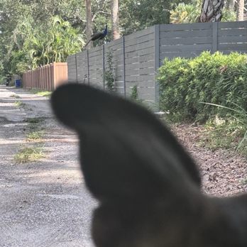 Jungle Prada Tavern - Pubs Near Me - Saint Petersburg, Florida
