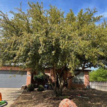 Tactical Tree Operations - Tree removal & stump grinding (before) - Tree Services Near Me