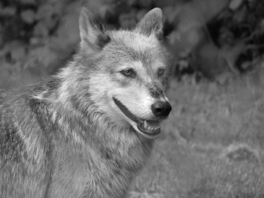 Wolf Mountain Nature Center by null