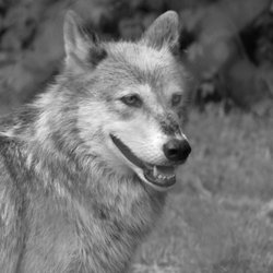 Wolf Mountain Nature Center
