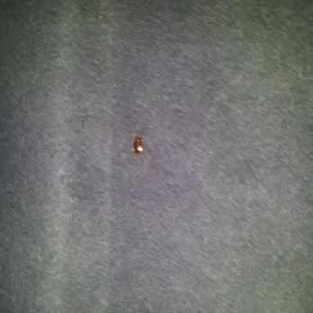 Lucky Star Bus - Here are the cockroaches that are on the bus right now. Never again luckystar. - Buses Near Me - Boston, Massachusetts