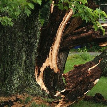 Bowman Maness Tree Service - Tree Services Near Me Bowman Maness Tree Service - Tree Services Near Me