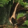 Photo of Bowman Maness Tree Service