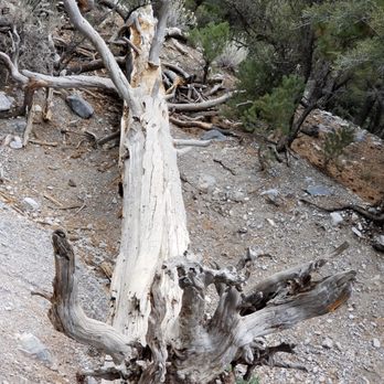 Fletcher Canyon - Hiking Near Me - Las Vegas, Nevada Fletcher Canyon - Hiking Near Me - Las Vegas, Nevada
