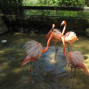 Sylvan Heights Bird Park - Parks Near Me - Scotland Neck, North Carolina Sylvan Heights Bird Park - Parks Near Me - Scotland Neck, North Carolina