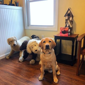 The Dog Wash - Pet Groomers Near Me - Marlborough, Massachusetts