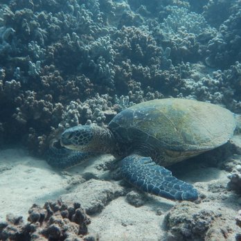 Aloha Maui Diving - Sea Turtle - Scuba Diving Near Me - Lahaina, Hawaii