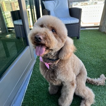 Bubble Pup Salon - Pet Groomers Near Me - Los Angeles, California Bubble Pup Salon - Pet Groomers Near Me - Los Angeles, California