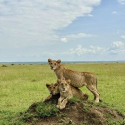 Mango African Safaris