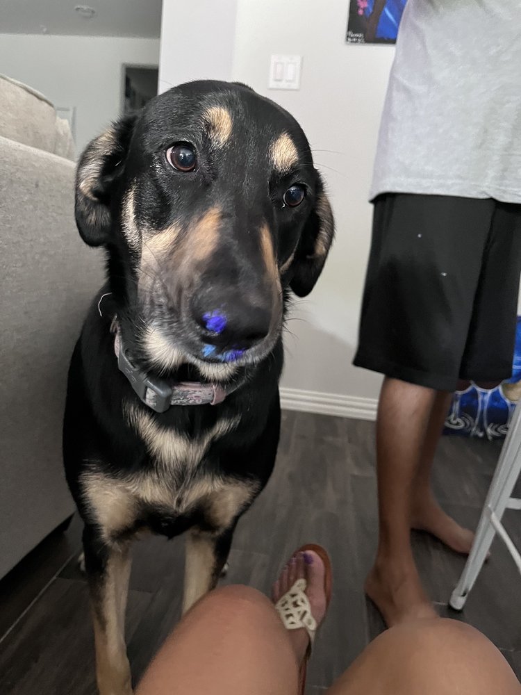 THE CANINE COOKIE COMPANY Updated July 2024 19 Photos & 32 Reviews