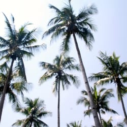 Qi Palawan