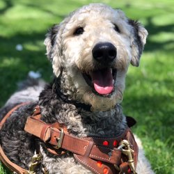 Pawsibilities Unleashed - Adopted from Pawsibilities Unleashed Adoption Placements. Trained through Pawsibilities Unleashed.