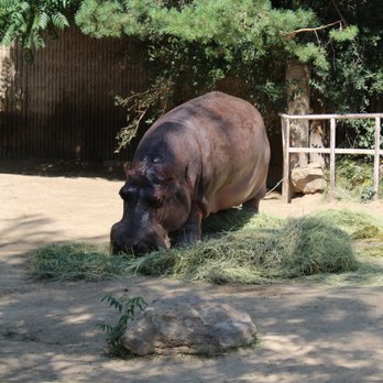 Denver Zoo - Hippopotamus - Zoos Near Me - Denver, Colorado Denver Zoo - Hippopotamus - Zoos Near Me - Denver, Colorado