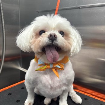 Reeses Luxury Mobile Grooming - Pet Groomers Near Me - Cedar Park, Texas Reeses Luxury Mobile Grooming - Pet Groomers Near Me - Cedar Park, Texas